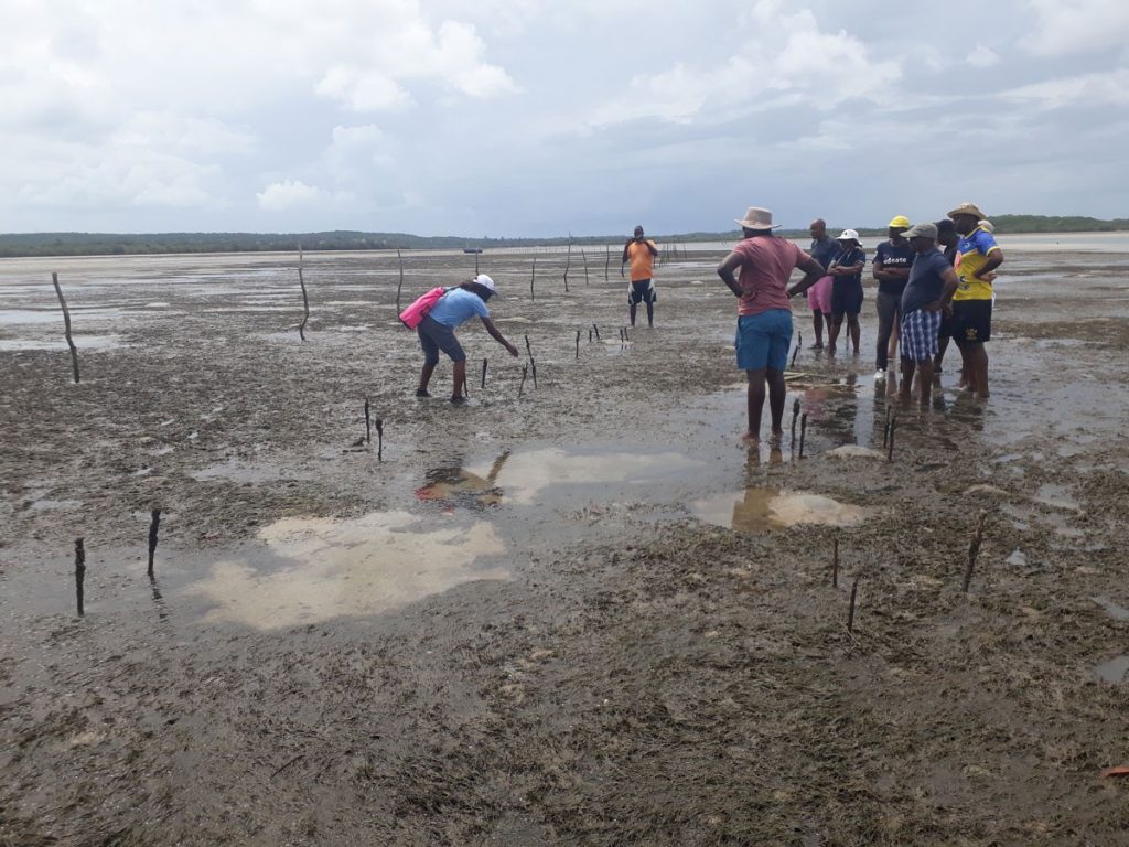Seagrass meadows at low tide in Maputo Bay, Mozambique. Photo by UNEP/Nairobi Convention