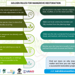 Golden rules for Mangrove restoration