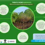Threats Facing Mangroves