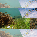 Seagrass combating global climate change