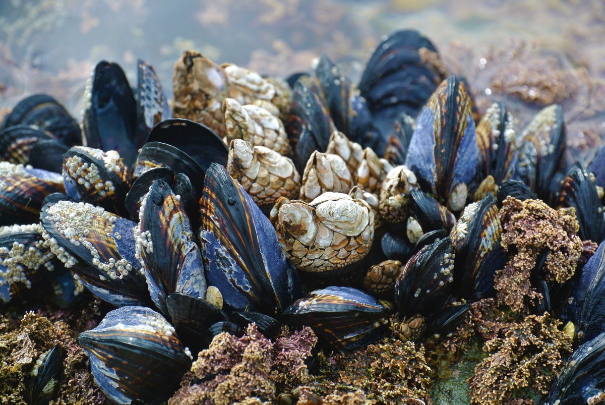 mussel aquaculture