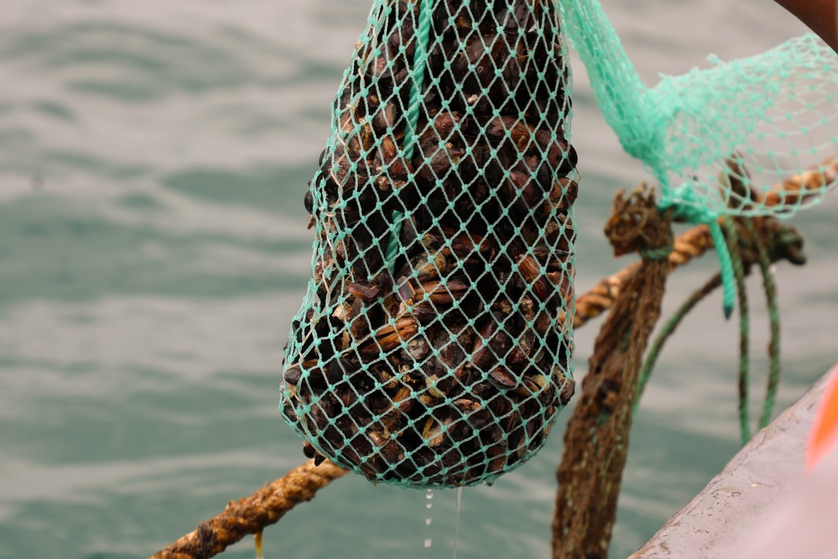 mussel aquaculture, mozambique