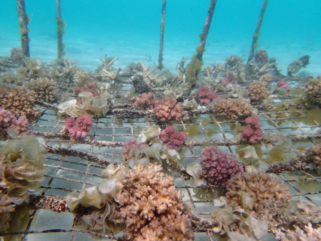 blue carbon, Mauritius, wiosap