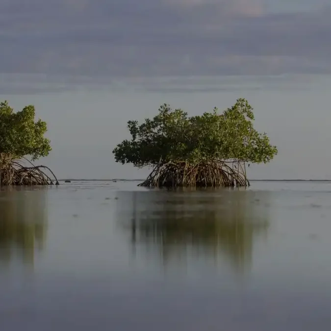 western indian ocean, nairobi convention, cop 11